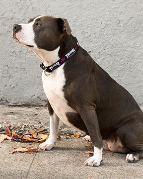 Thrasher Dog Collar collare cane nero Skategoat