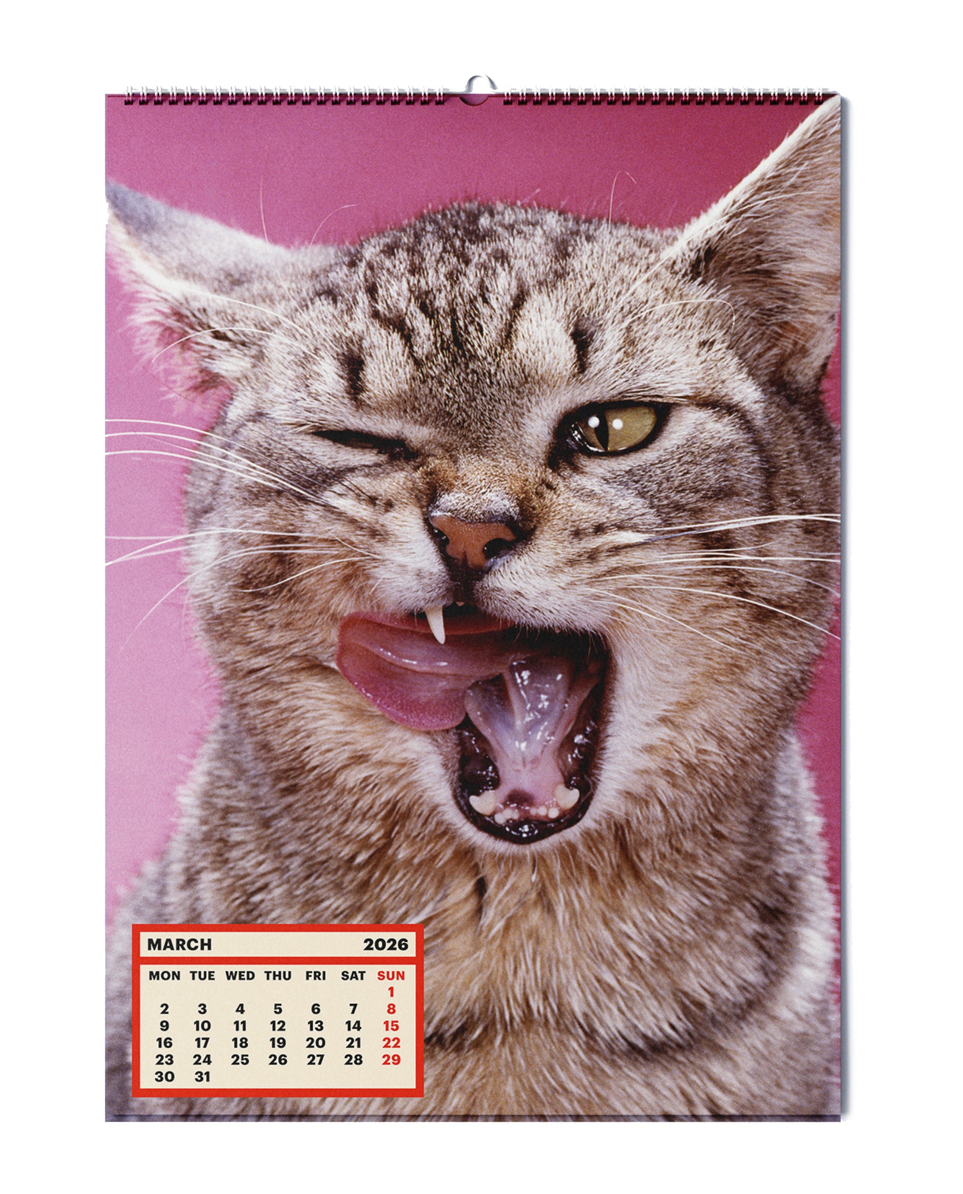 TOILETPAPER Calendar 2026 calendario gatti 28x39cm