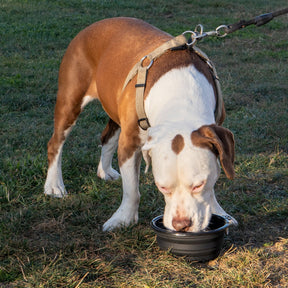 Thrasher Dog Bowl ciotola cane nera silicone 18 cm